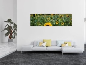 Obraz - Sunflower Field II. (170x50 cm)