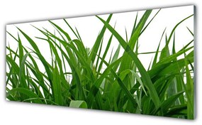Obraz Akrylowy Trawa Roślina Natura