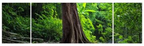 Obraz - Stare drzewo z korzeniami (170x50 cm)