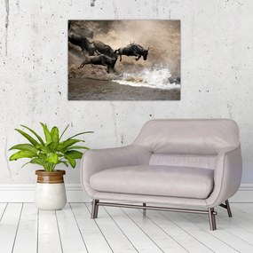 Obraz - Stado antylop gnu (70x50 cm)