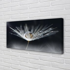 Obraz drukowany na płótnie Kryształowy Dmuchawiec w Makro