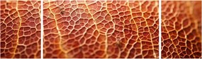 Obraz - Szczegóły tekstury (170x50 cm)