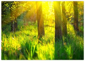 Obraz na szkle - Wiosenne przebudzenie lasu (70x50 cm)