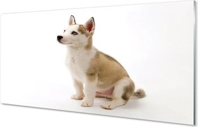 Panel szklany do Kuchni Mały Szczeniak w Pozycji Siedzącej