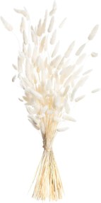 Bukiet Dmuszka 60cm cream