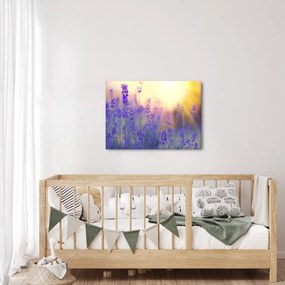 Obraz - Lawenda (70x50 cm)