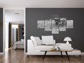 Obraz - Szkocka krowa 5, czarno - biały (125x70 cm)