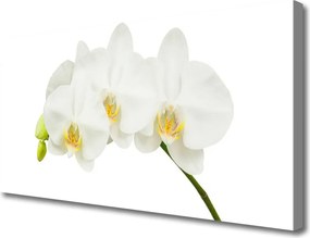 Obraz canvas Świeże Pędy Kwitnącej Orchidei