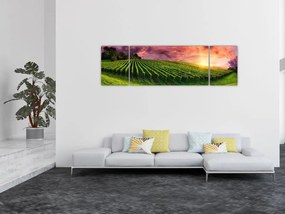 Obraz winnicy z kolorowym niebem (170x50 cm)