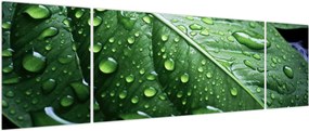Obraz - Szczegół liścia po deszczu (170x50 cm)