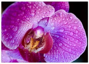 Zbliżenie kwiatu orchidei (70x50 cm)