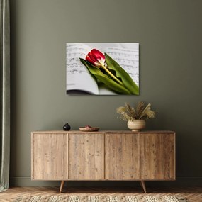 Obraz na szkle czerwonego tulipana (70x50 cm)