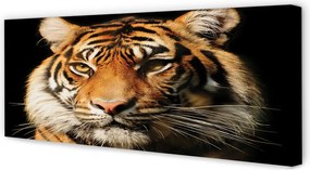 Zdjęcie na płótnie Dzikie Spojrzenie Tygrysa