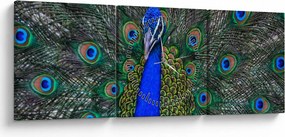 Obraz - Paw (z zegarem) (90x30 cm)