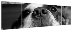 Obraz psa (170x50 cm)