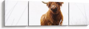 Obraz - Szkocka krowa (170x50 cm)