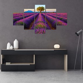 Obraz - Pole lawendy (125x70 cm)
