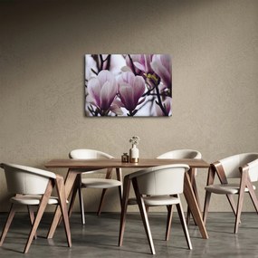 Obraz - Magnolia (70x50 cm)
